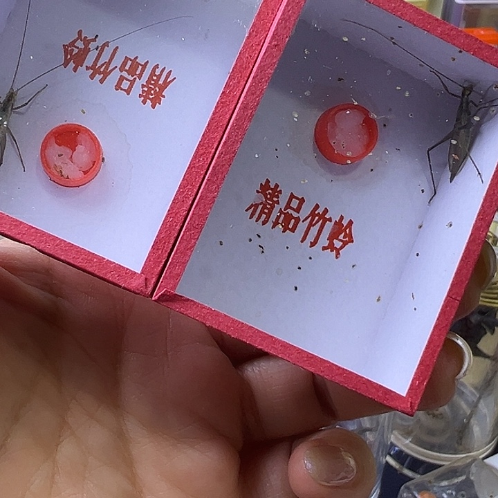 *****蟋蟀哈哈哈哈哈哈哈哈哈哈哈哈