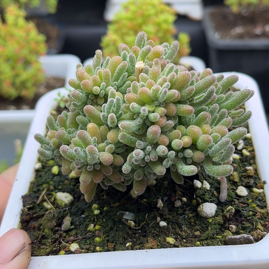 006冰晶优选枝干番杏