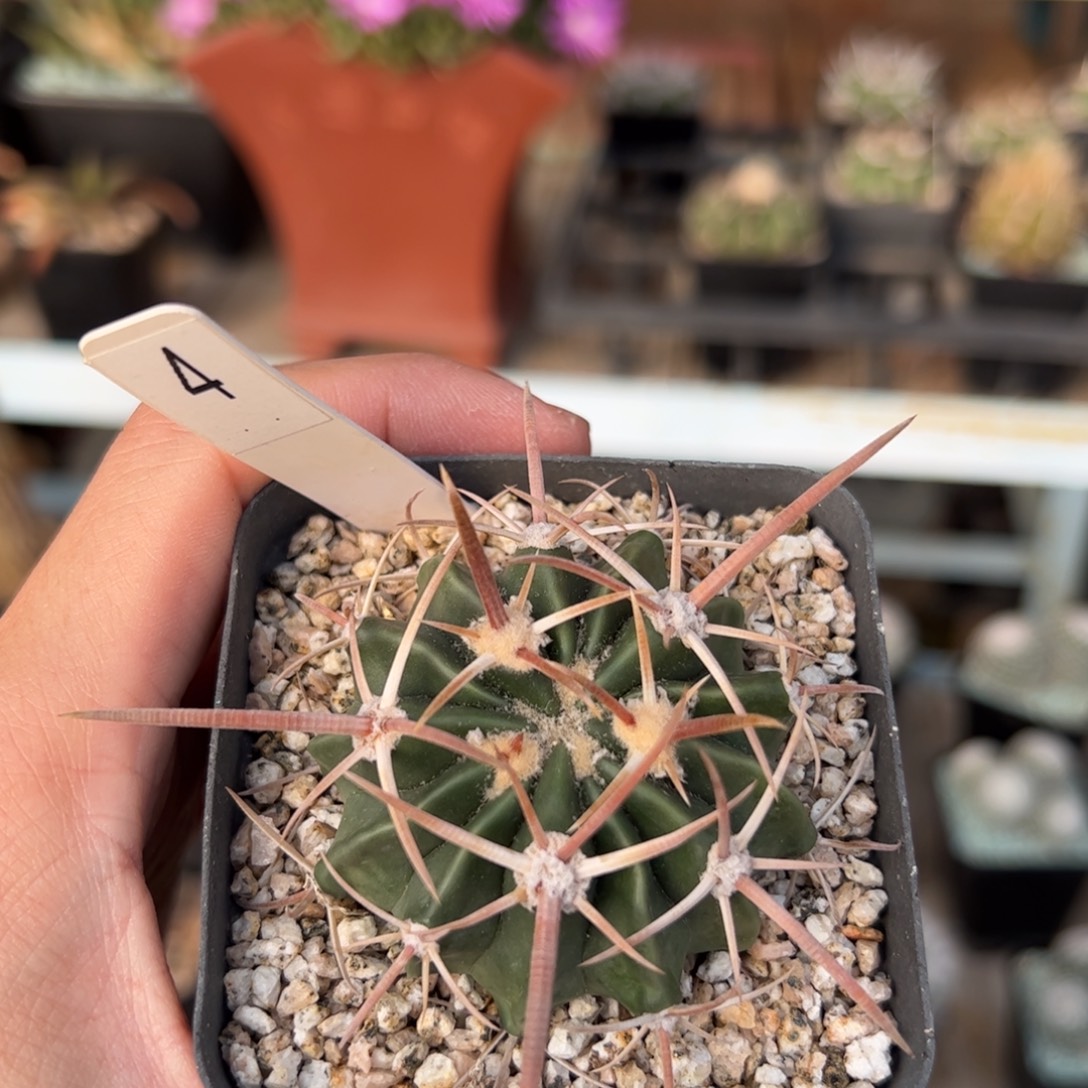 实生凌波 脱土发货 