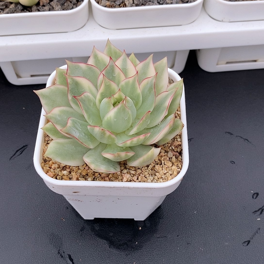 宝莲灯锦多肉植物老桩