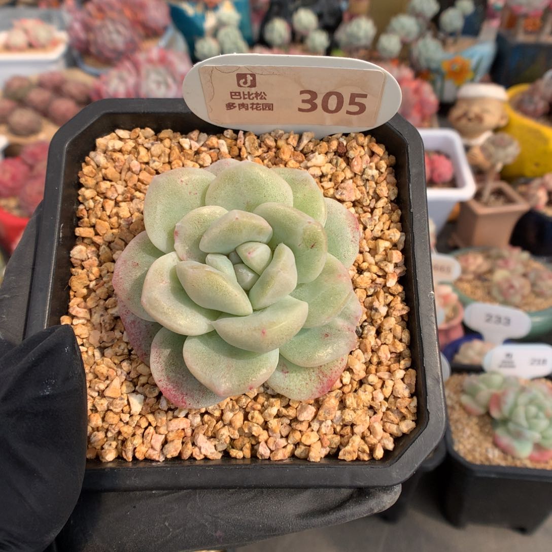 305 冰玉石化多肉
