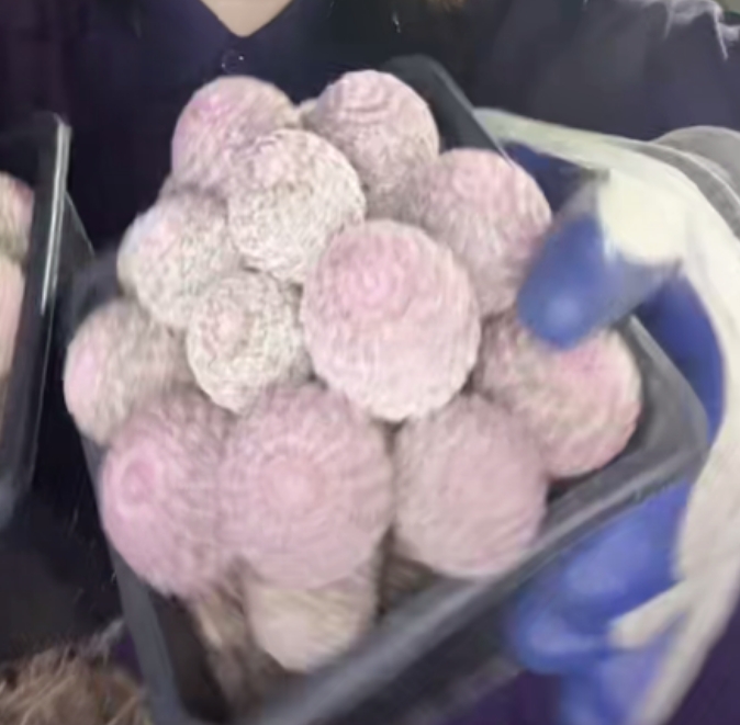 二妹园艺【 1颗 十头起红太阳 密集小头 嫁接落地根 】脱土随机发