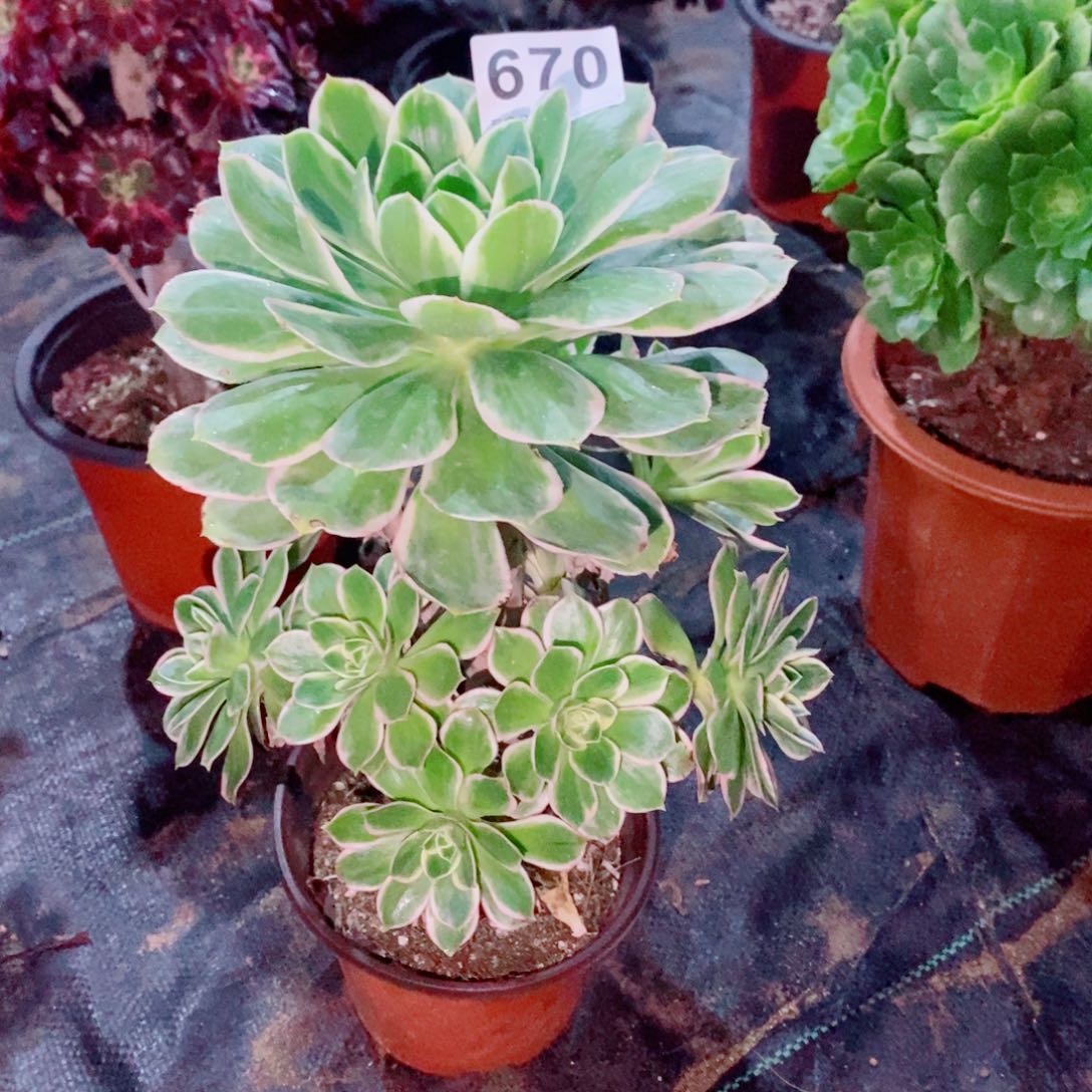 大叶绿玫瑰670多肉1111