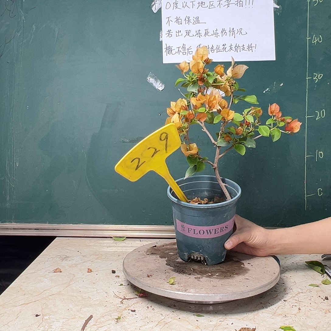 完全开放  落日  造型  229