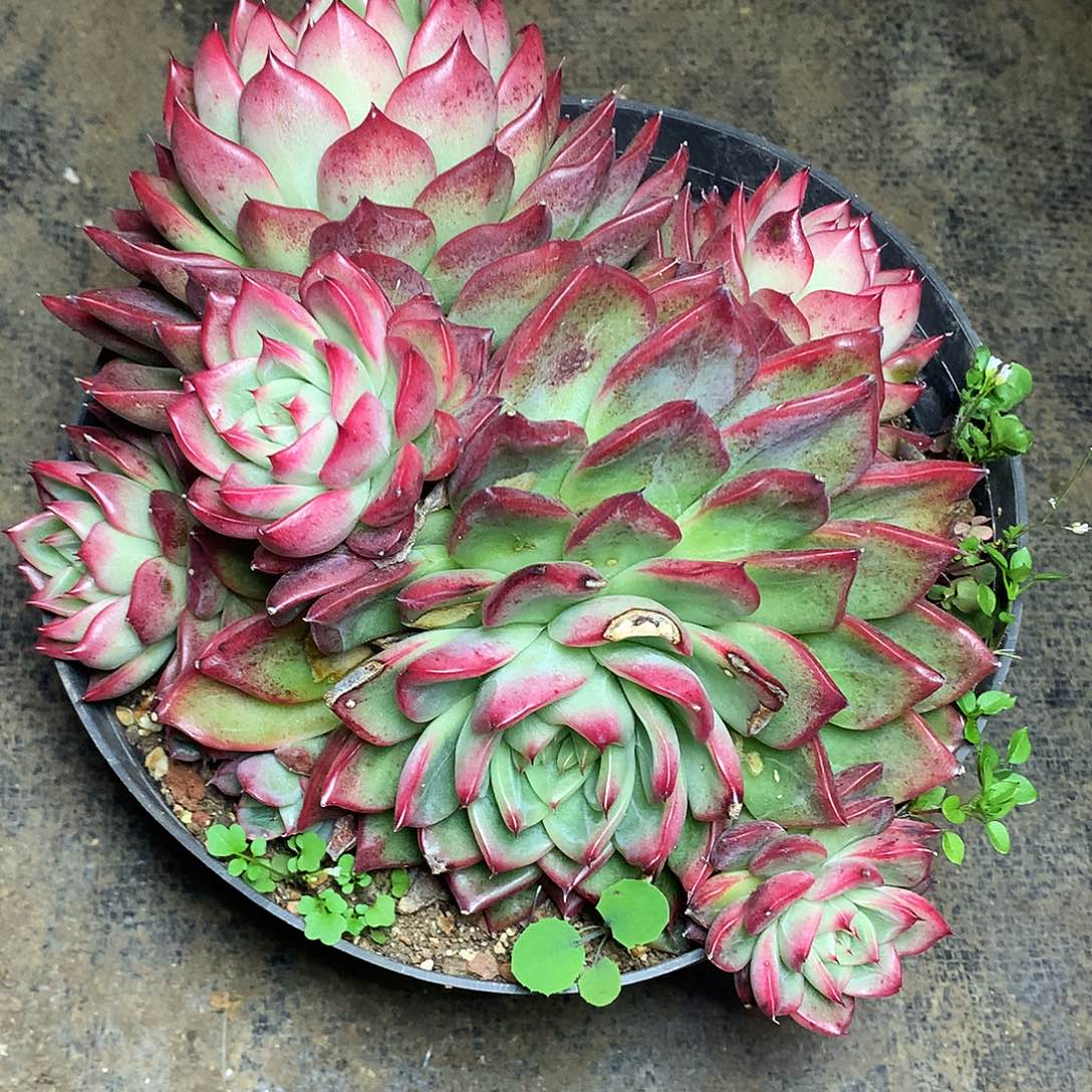 弗洛瑞安娜一物一拍