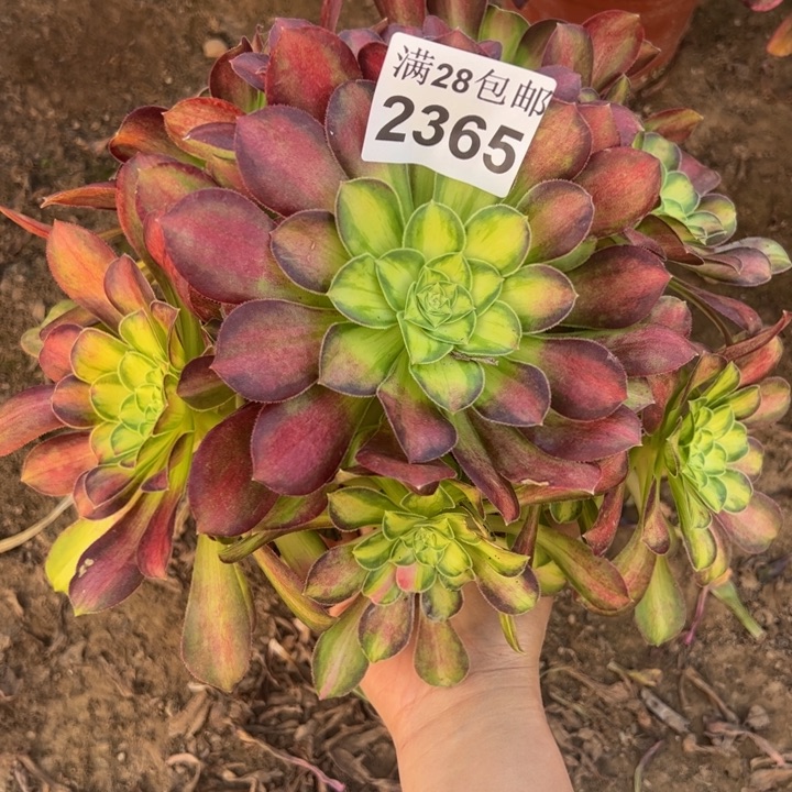 2365韶华多肉植物