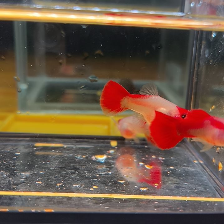 孔雀鱼深海蓝3条。