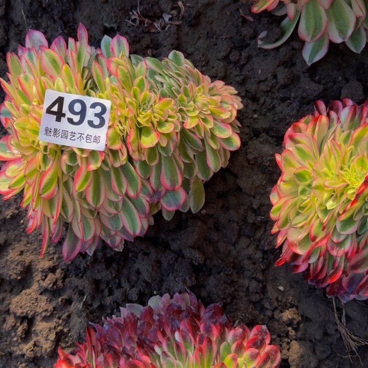 子*倾城花30-0包邮花花