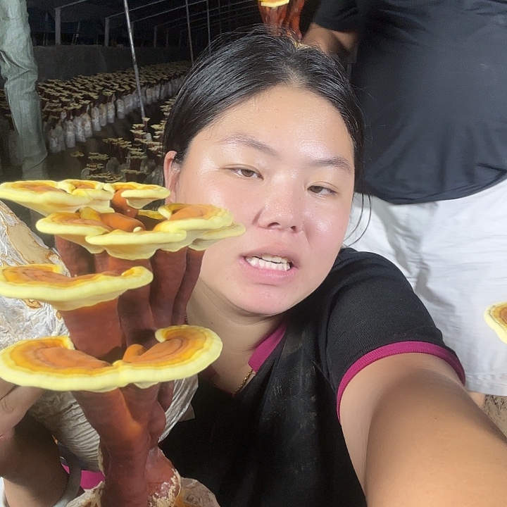 无花朵珍***人灵芝孢子粉和其他