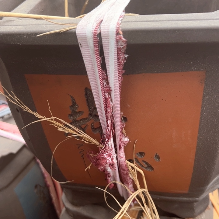 红陶紫砂四方无暇