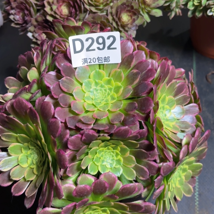 瑞妈园艺，2.2.292