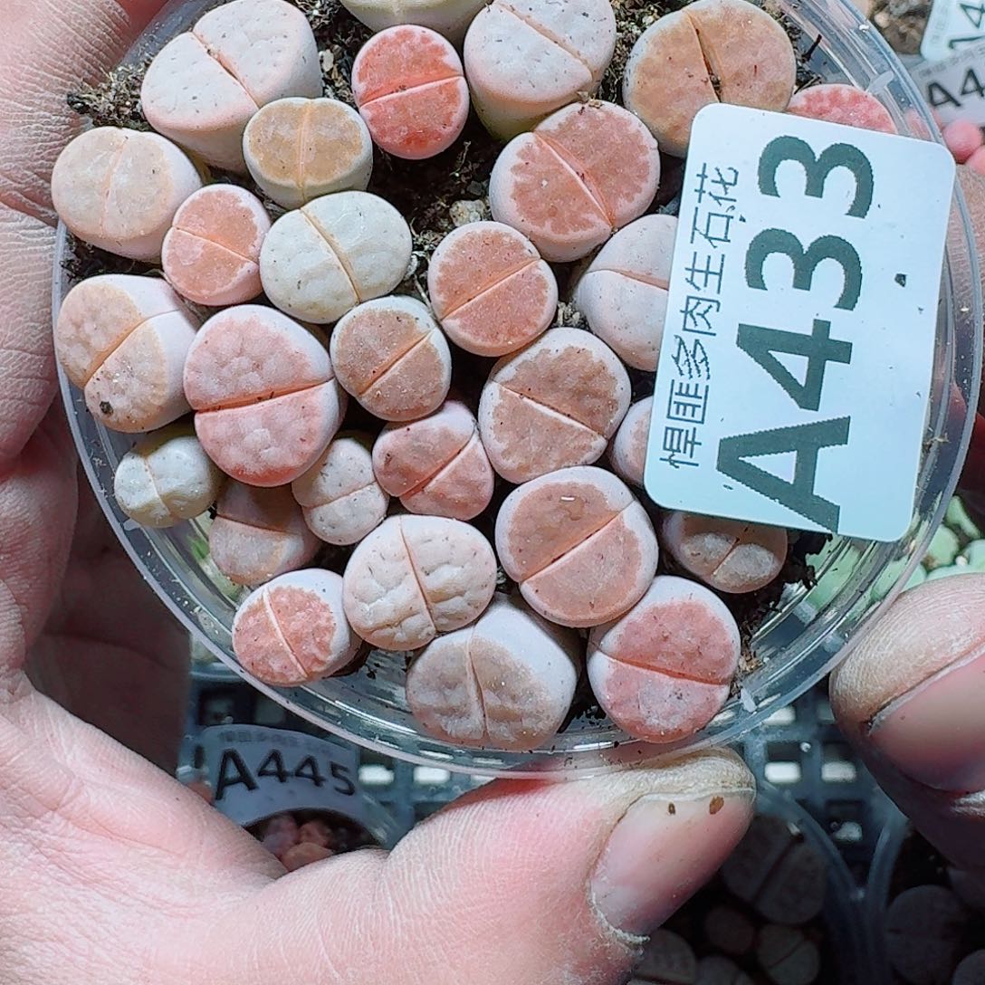 433 多肉植物多肉植物