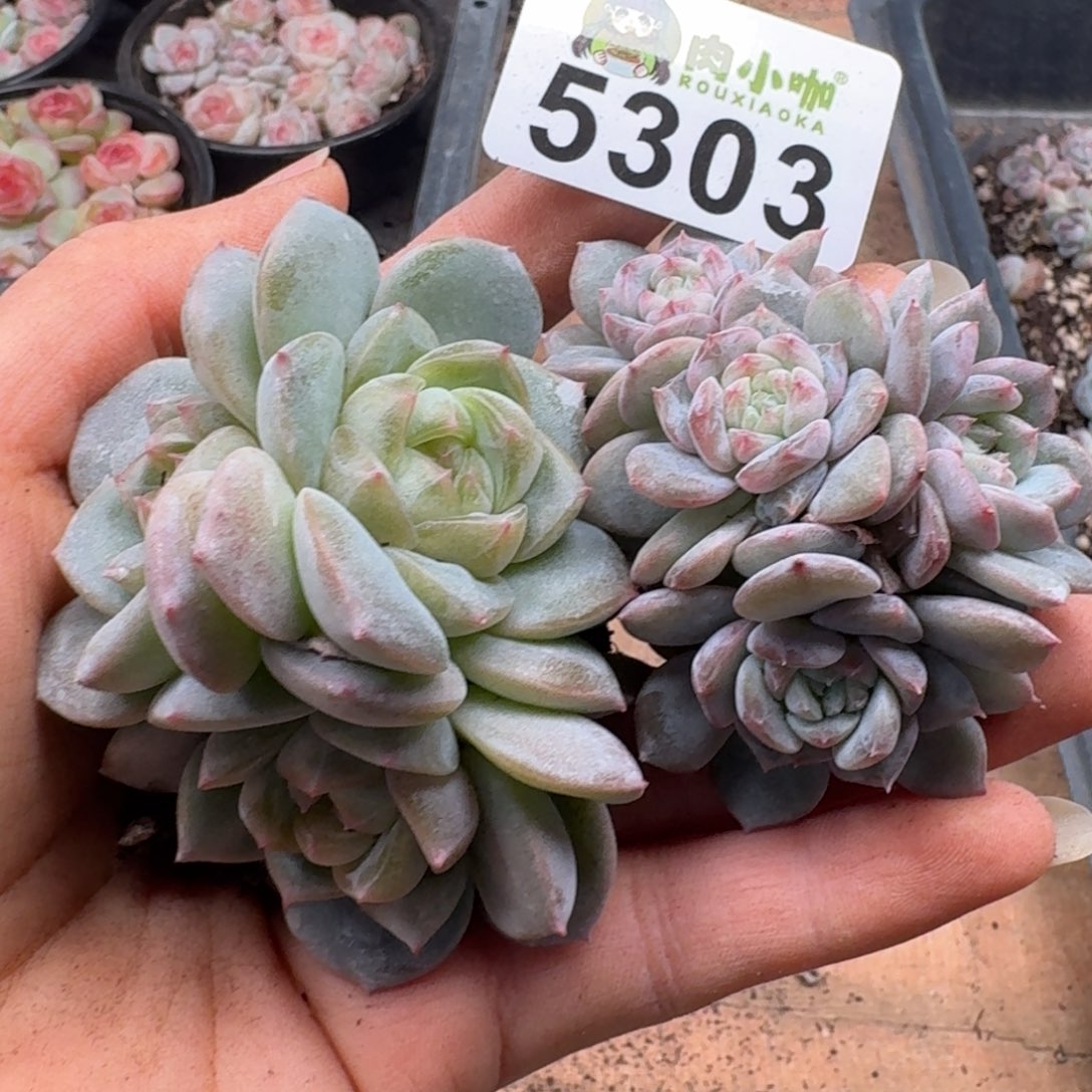 今***丶多肉植物多肉植物