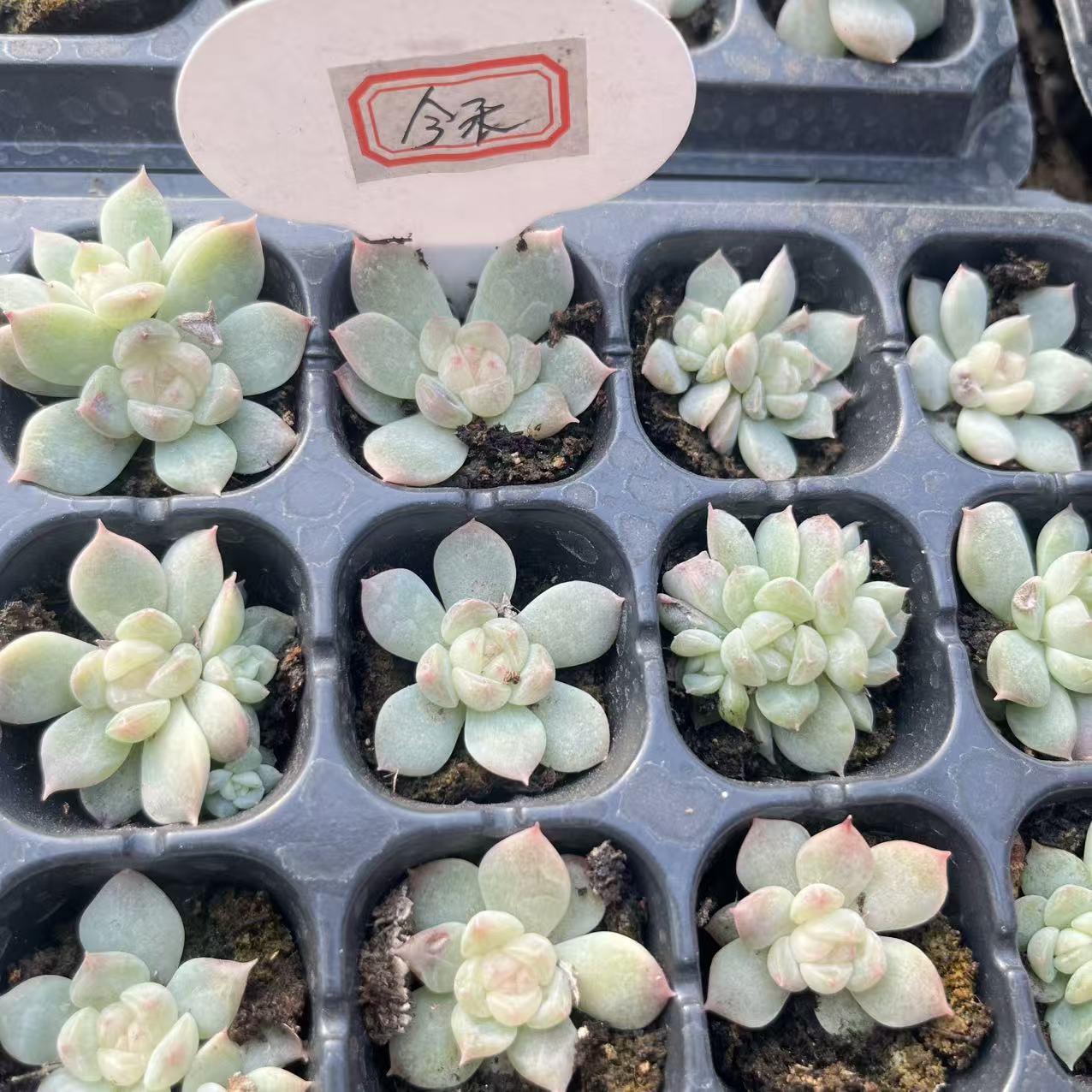 今禾 甜心 量拍混发 满9.9包邮