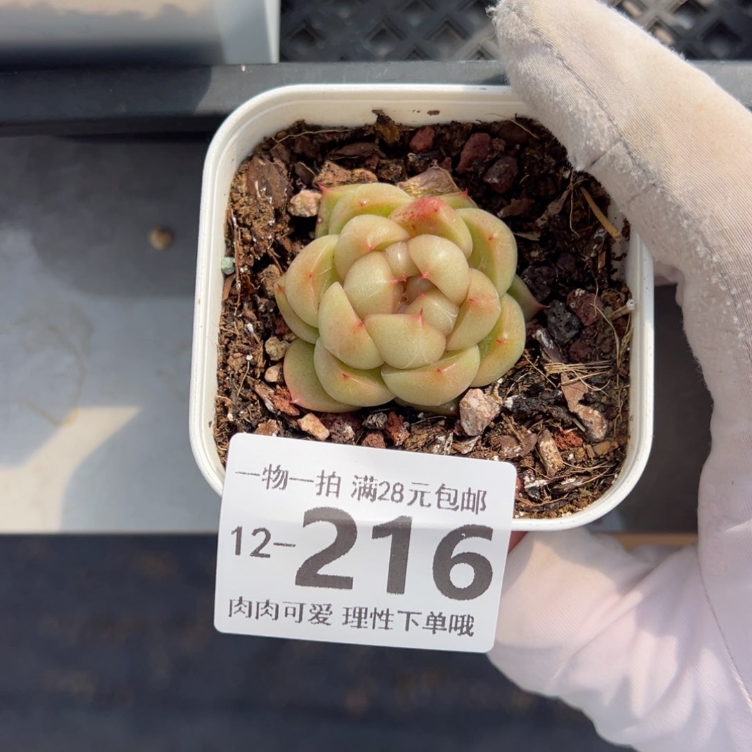 皮埃拉珍妮多肉多肉多肉