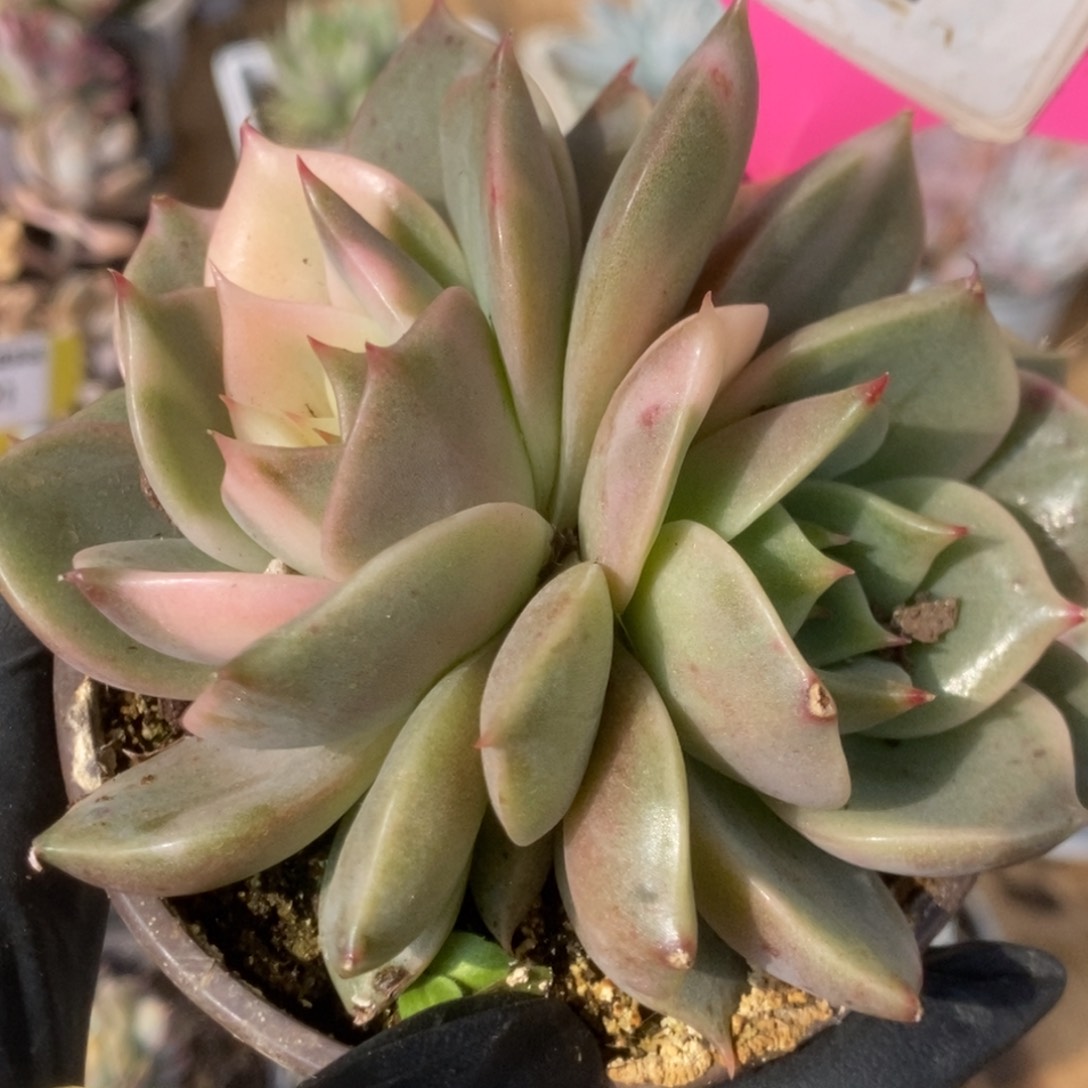 484贝加尔湖锦锦锦锦锦