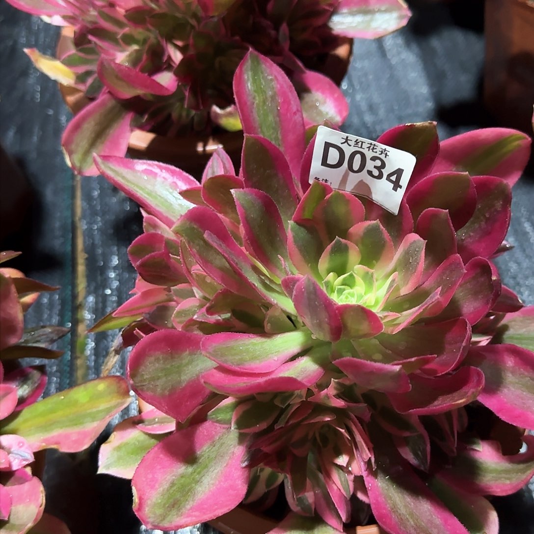 粉女巫034多肉多肉