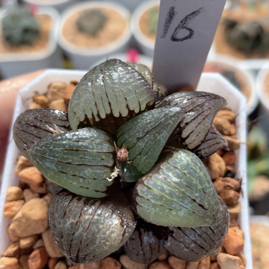 16丸叶亲指姬。      