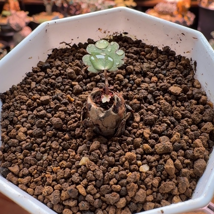 肾叶洋葵878 仙人球