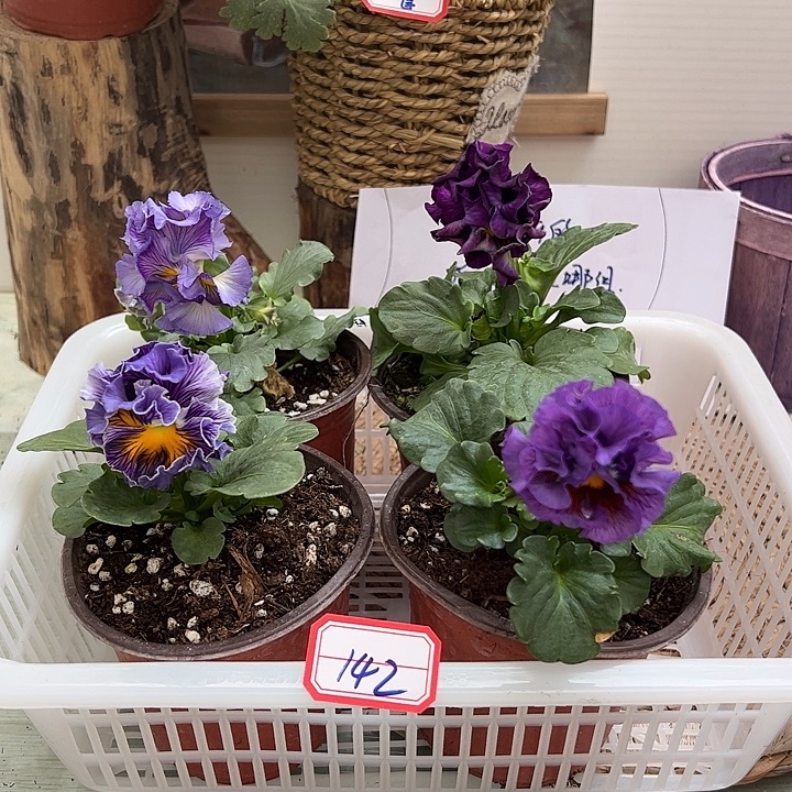 完全开放角堇142号一组