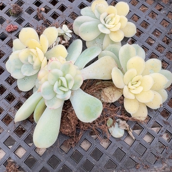 草莓冰组合一物一拍