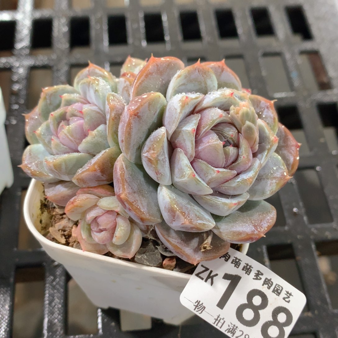 肉萌萌拇指盆精控多肉ZK188