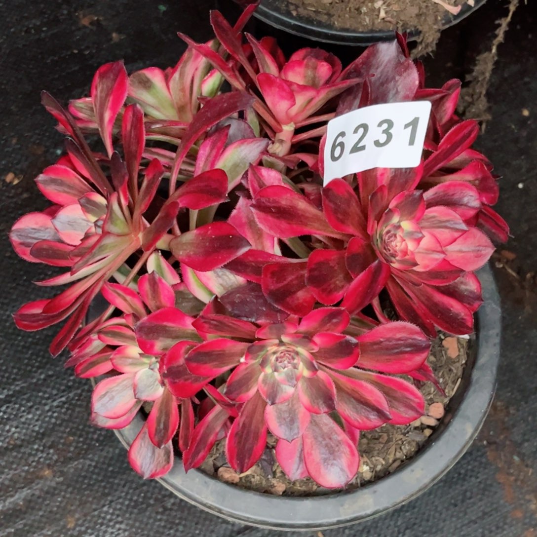 烟花多肉特价发货