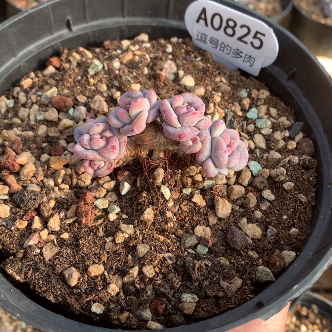 爱***盆A0825 突尼斯老桩 迷你号 6cm