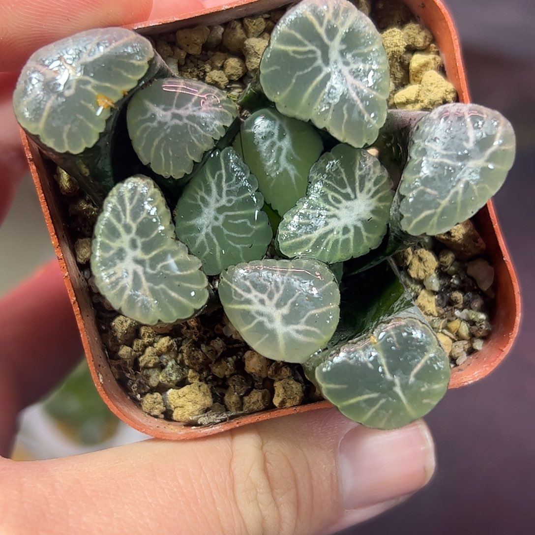 冰雷万象十二卷多肉植物