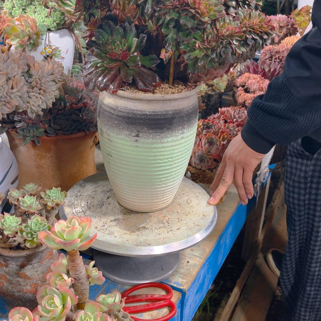 森***＊多肉植物保护研究所所长一
