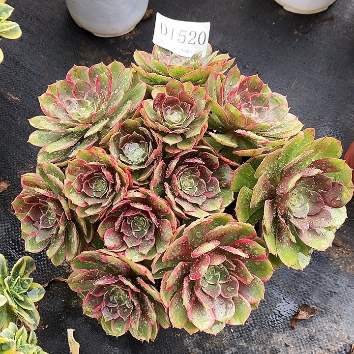 1520夜宴多肉植物