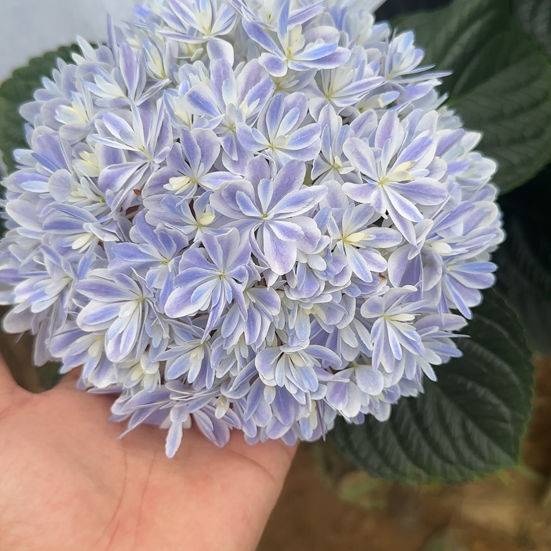 绣球切花一物一拍3枝起包邮，111