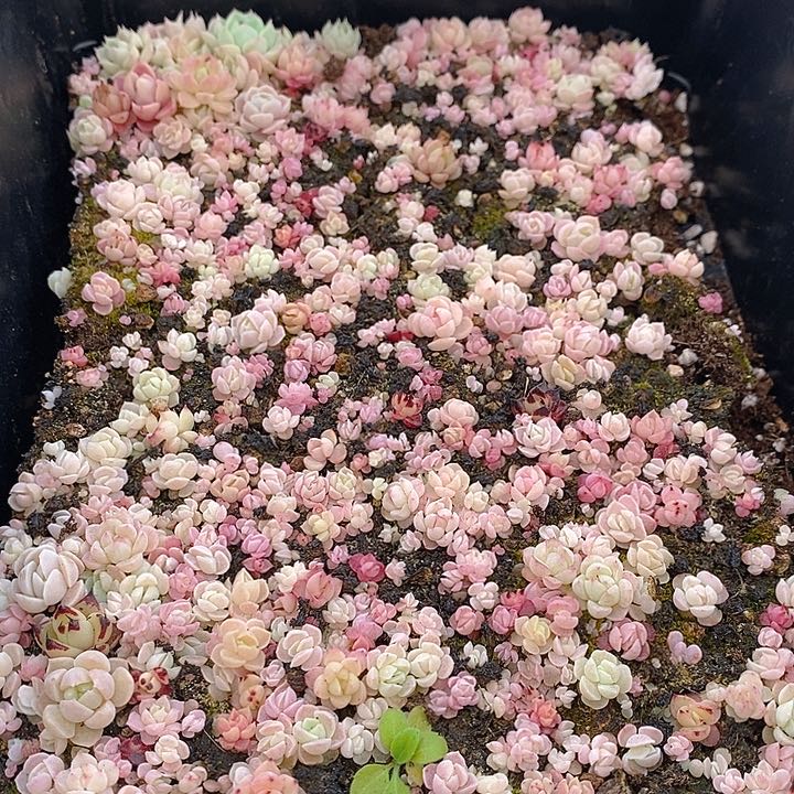 256 多肉植物盆栽花卉