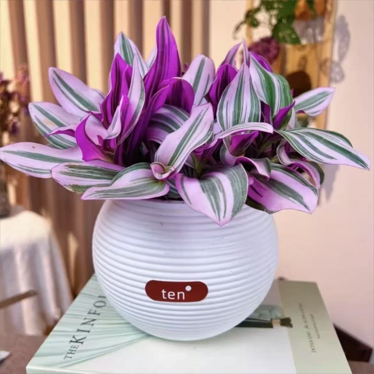 【秒杀中】油画婚礼吊兰水培植物室内阳台办公桌好养四季扦插绿植