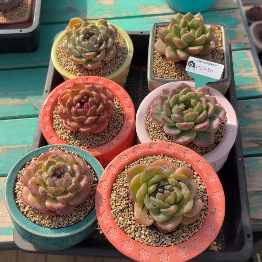 从前慢多肉精选编号1127.56