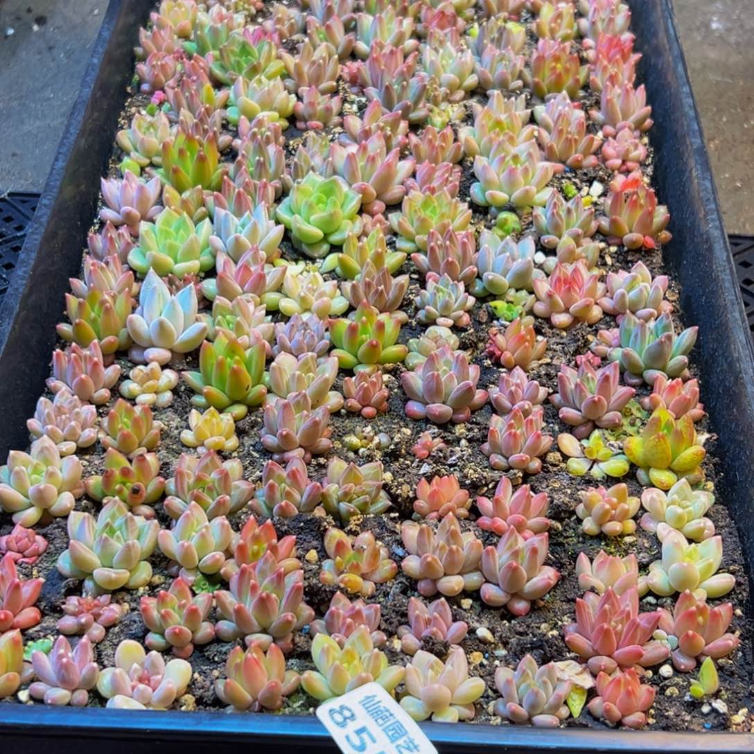 丹****855多肉葡萄的味道是真的