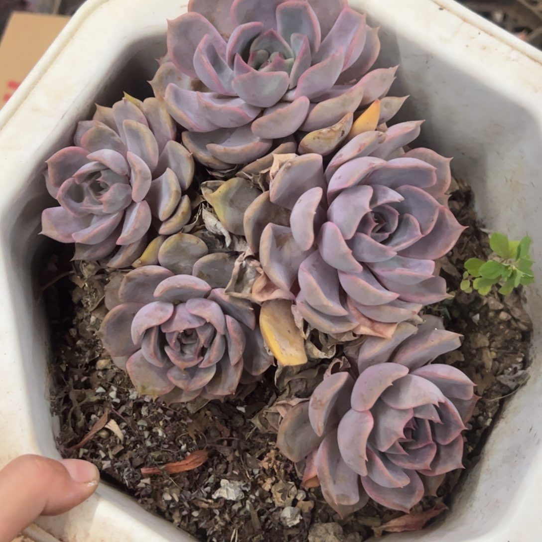菲欧娜一物一拍1702