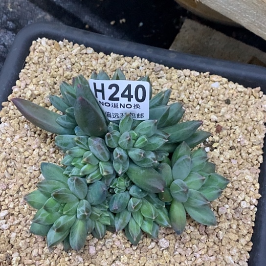 重楼大群240 亏本处理退款拉黑7-8天发货