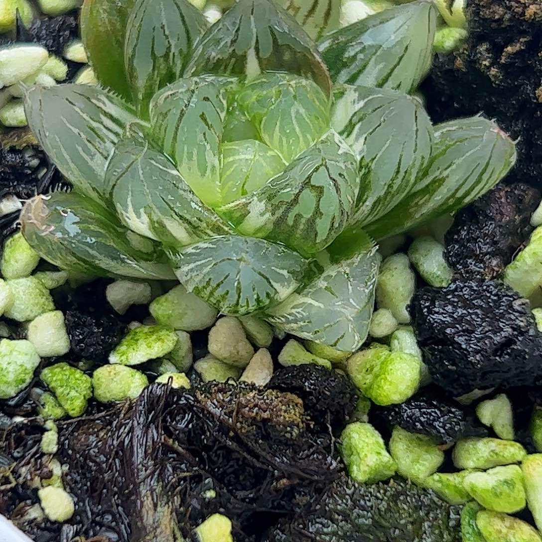龙爪锦十二卷多肉植物