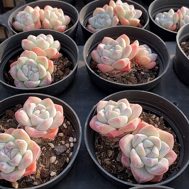 05冰玉双头 福利多多 福利