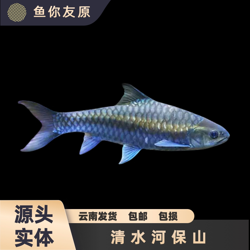 保山清水河蓝吉罗直播间选鱼一物一拍