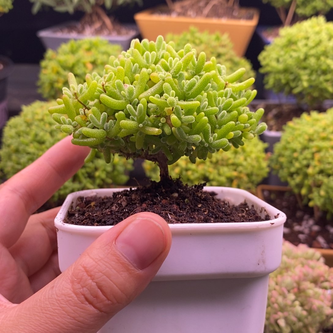 172蜜桔 糖球。    