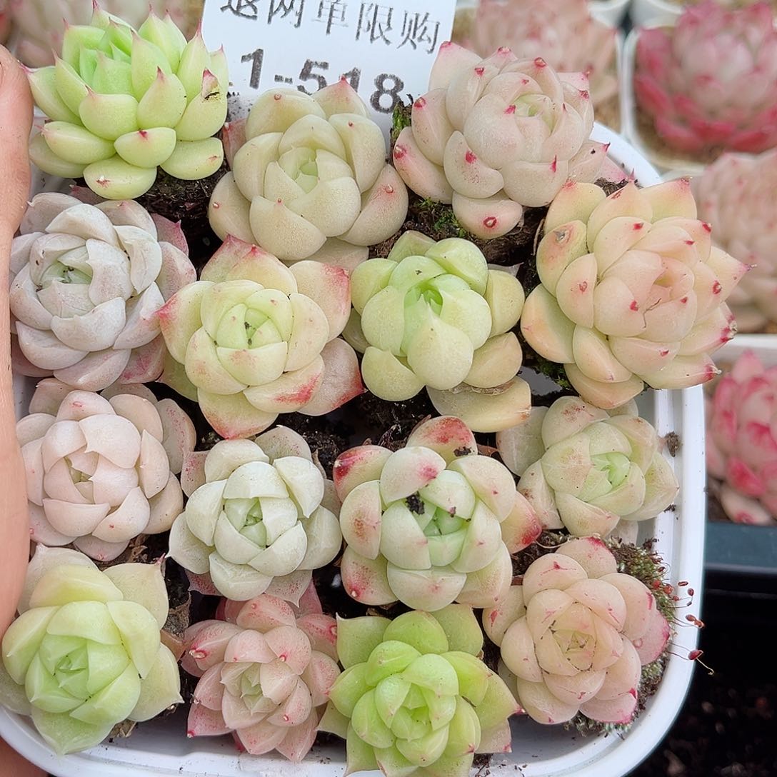 1-518 新疆西藏内蒙不发12.8包邮2-3公分多肉