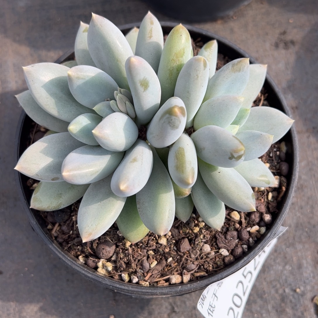 12025248 黄胖体哥特双头