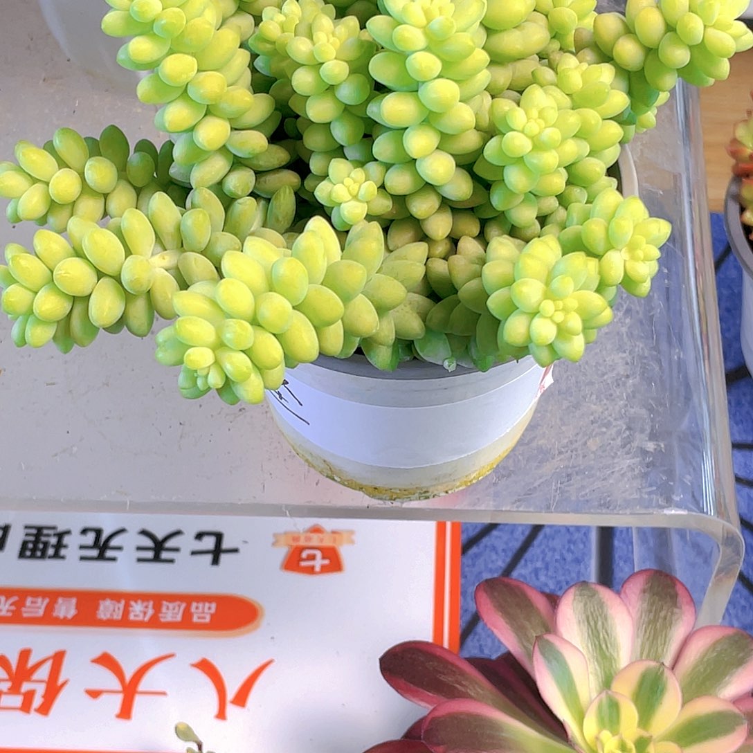 红陶多肉玉坠一个装