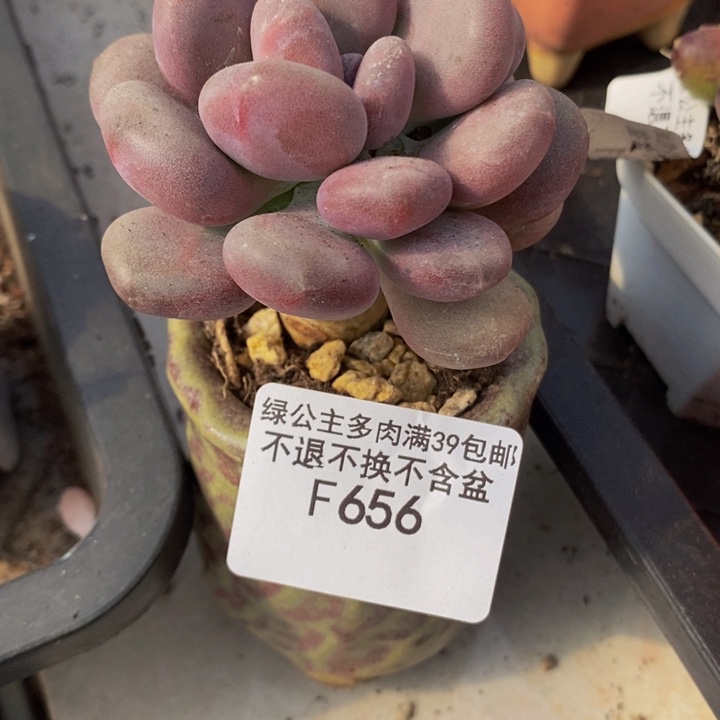 月美人单头656多肉植物