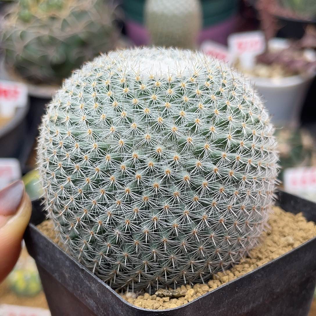 实生希望丸仙人球多肉