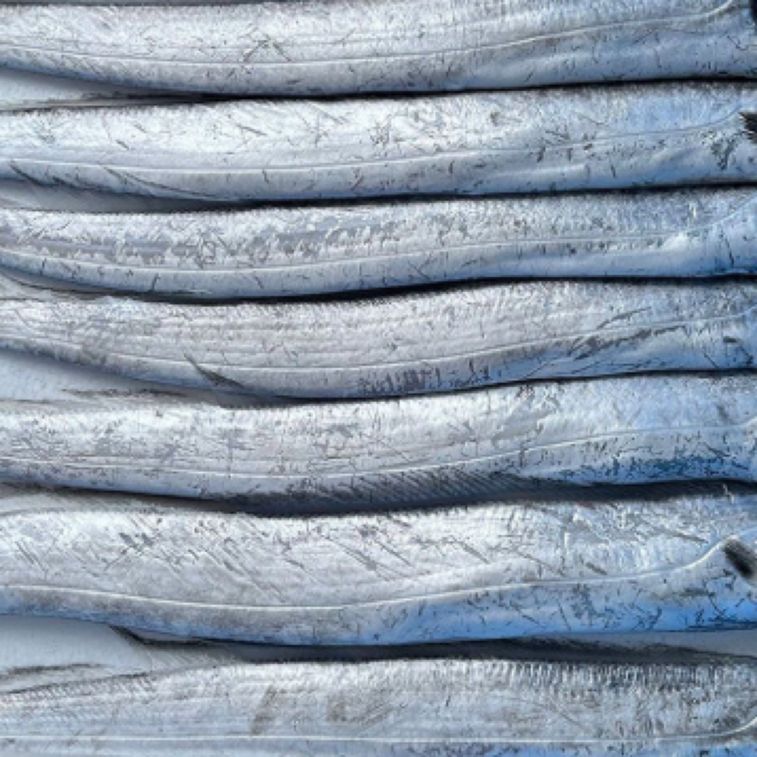 大连渤海湾长带鱼海鲜段小眼油带鱼新鲜速冻去头去尾整带鱼长段（净4-10斤）顺丰包邮带鱼同城送