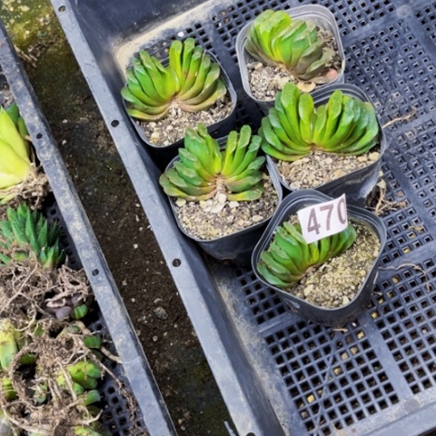 470玉扇一物一图如图