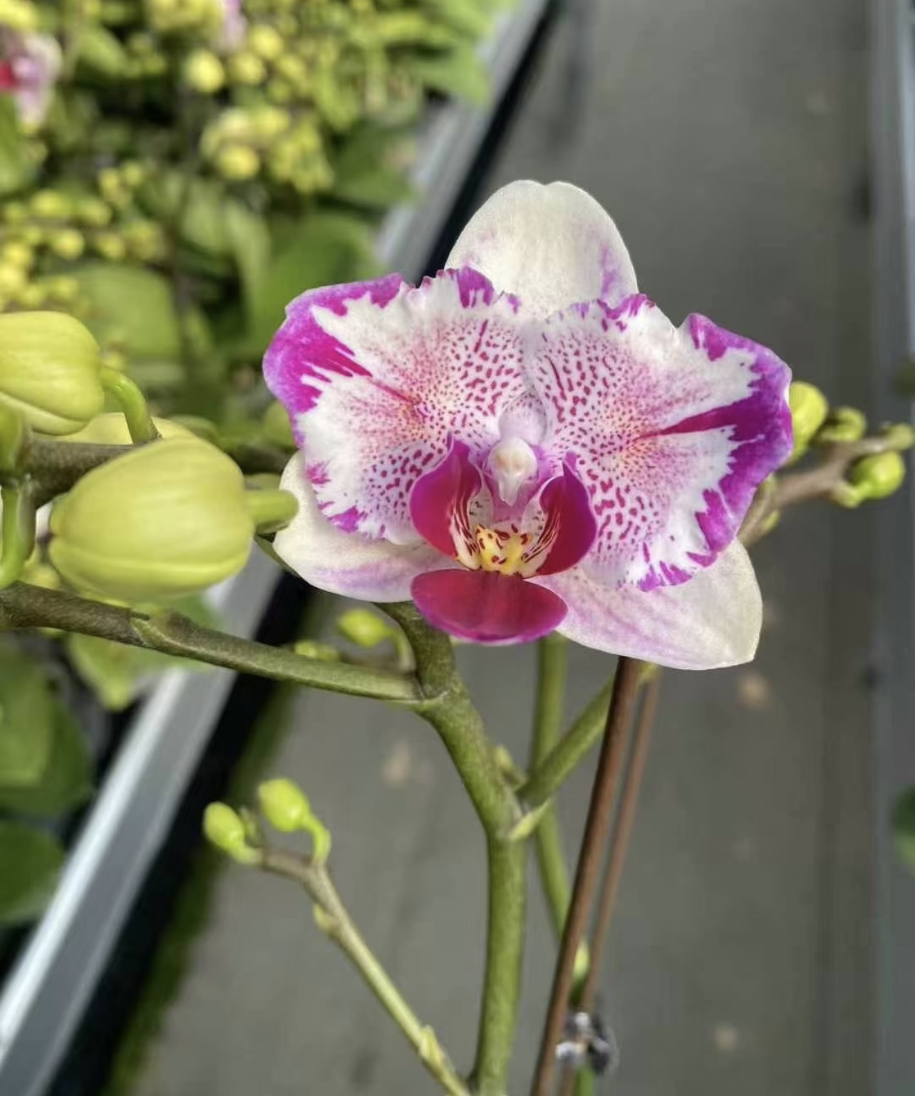 蝴蝶兰【凤梨酥】2.8出剑苗